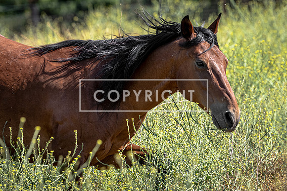 Mustang Spirit Walker
