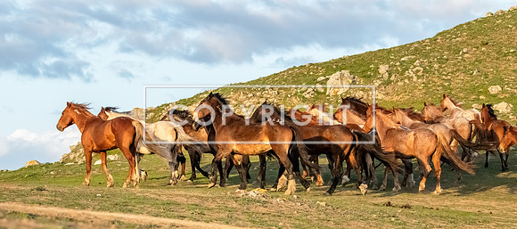 Wild Bunch