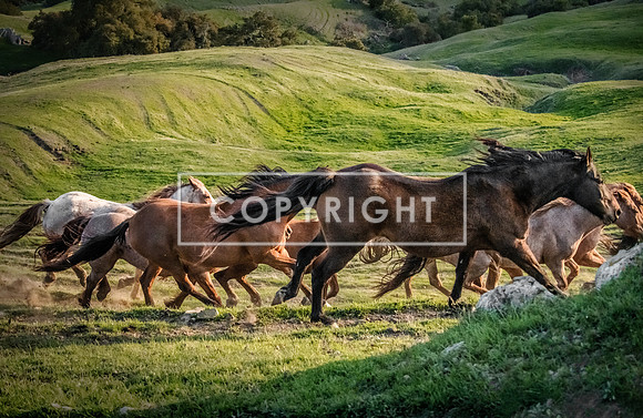 Mustang Run