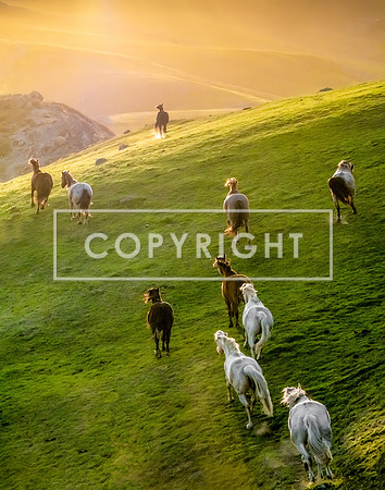 Into the Sunset