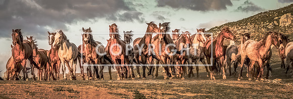 Mustang Stampede