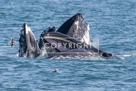 Whales Breach in Gulf of Alaska