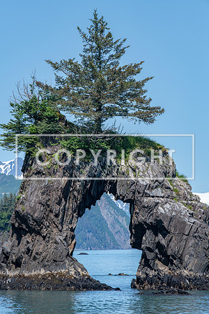 Tree Arch
