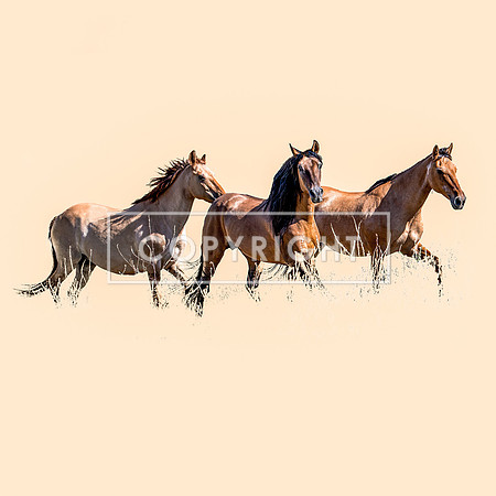 The Three Mustangs