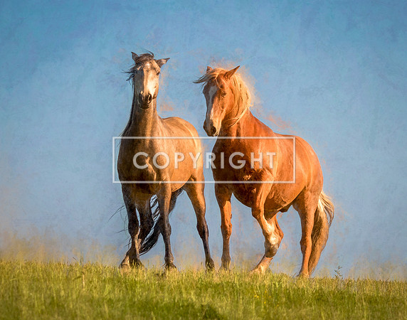 Mustangs on Sunset Ridge