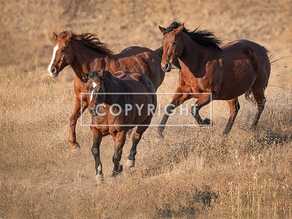 Herd Runners_8522544