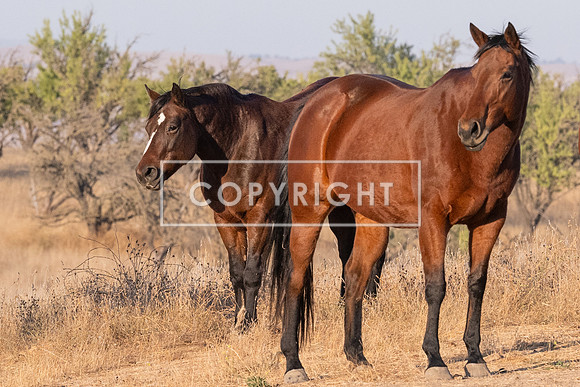 Pasture Pals_99941