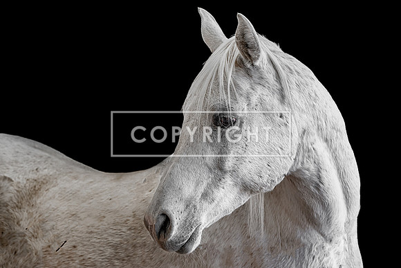 Byron the Beautiful Stallion_98386
