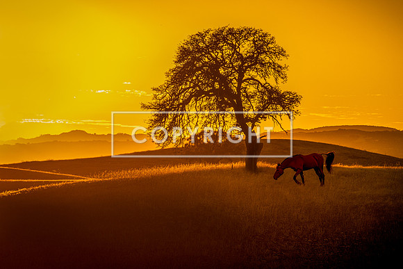 Sunset Serenity_91041