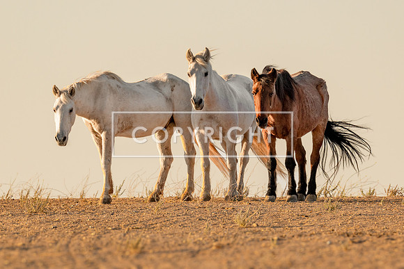 Wild and on the Watch_8522745