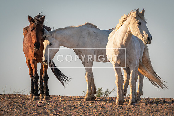 Love and Protection_8522681