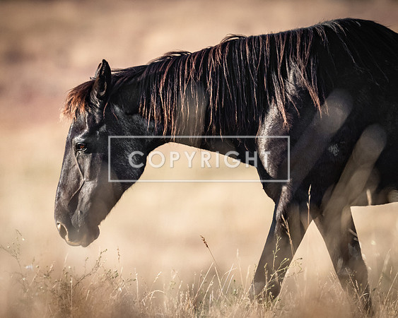 Walking in the Light_98844
