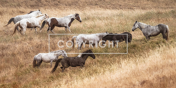The Gathering_DZ95080