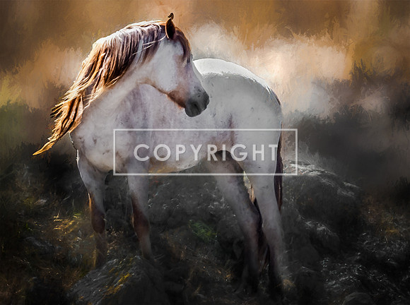 Horse Magic_DZ93831