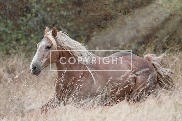 Running Through the Weeds_DZ94893