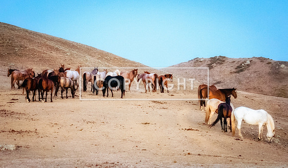 Gathering of Rescued Mustangs