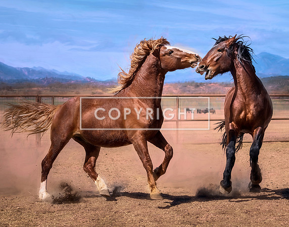 Stallions at Play